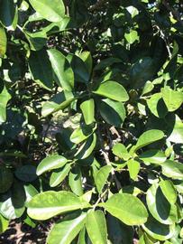              Sun leaves (Winter Haven, FL)       