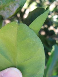              Margin (Winter Haven, FL)       