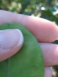              Margin (Winter Haven, FL)       