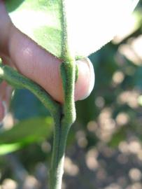              Petiole (Winter Haven, FL)       