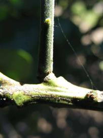            First year twig (Winter Haven, FL)   