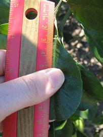             Unifoliolate leaf (Winter Haven, FL)       