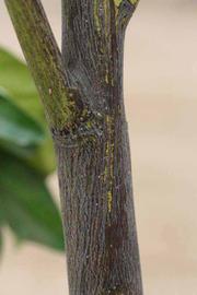            Bark (Riverside, CA)   