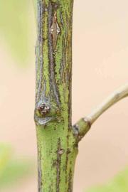              Second - third year twig (Riverside, CA)       