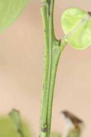            First year twig (Riverside, CA)   