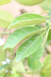              Sun leaves (Riverside, CA)       