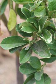              Sun leaves (Riverside, CA)       