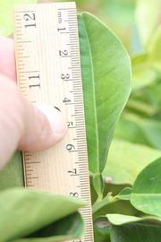              Unifoliolate leaf (Riverside, CA)       