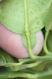              Petiole (Riverside, CA)       