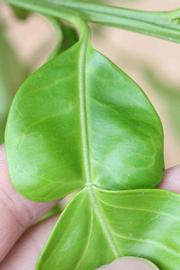              Petiole (Riverside, CA)       