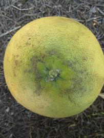            Fruit (Winter Haven, FL)   