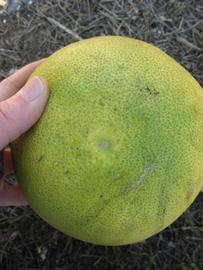            Fruit (Winter Haven, FL)   