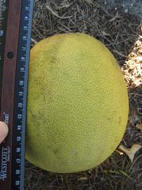            Fruit (Winter Haven, FL)   