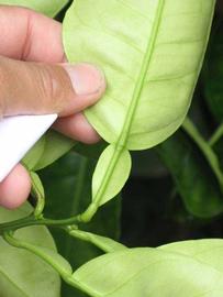              Petiole (Riverside, CA)       