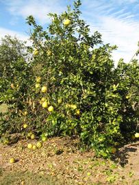              Habit (Winter Haven, FL)       