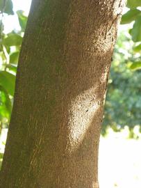              Bark (Winter Haven, FL)       