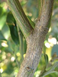              Second - third year twig (Winter Haven, FL)       