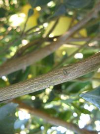              Second - third year twig (Winter Haven, FL)       