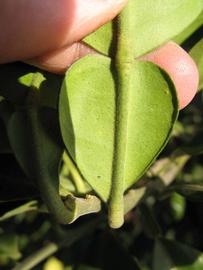              Petiole (Winter Haven, FL)       