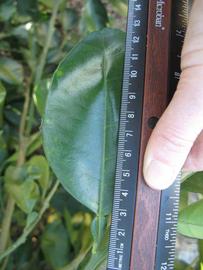              Unifoliolate leaf (Winter Haven, FL)       