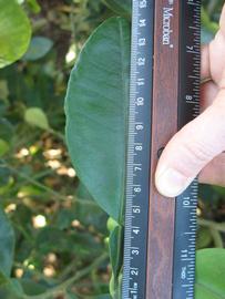              Unifoliolate leaf (Winter Haven, FL)       