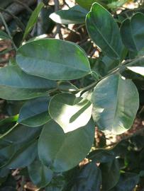            Shade leaves (Winter Haven, FL)   