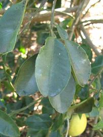            Shade leaves (Winter Haven, FL)   