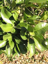            Sun leaves (Winter Haven, FL)   