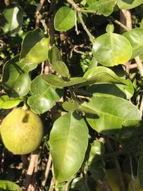           Sun leaves (Winter Haven, FL)   