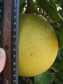            Fruit (Winter Haven, FL)   