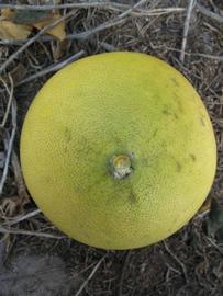            Fruit (Winter Haven, FL)   