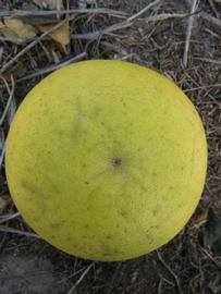            Fruit (Winter Haven, FL)   