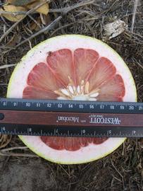            Fruit cross-section (Winter Haven, FL)   