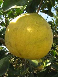            Fruit (Winter Haven, FL)   