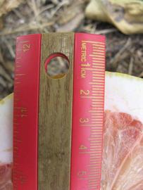            Fruit cross-section (Winter Haven, FL)   