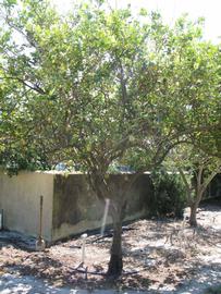            Habit (Pink Variegated, Winter Haven, FL)   