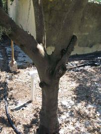            Bark (Pink Variegated, Winter Haven, FL)   