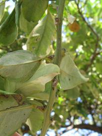            Shade leaves (Pink Variegated, Winter Haven, FL)   