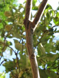            Second - third year twig (Pink Variegated, Winter Haven,   FL)   