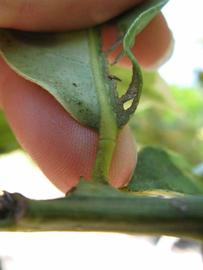            Petiole (Pink Variegated, Winter Haven, FL)   
