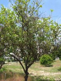            Habit (Pink Variegated, Winter Haven, FL)   