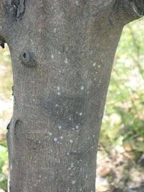            Bark (Pink Variegated, Winter Haven, FL)   