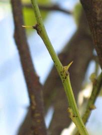           First year twig (Pink Variegated, Winter Haven, FL)   