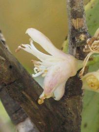            Flower (Pink Variegated, Winter Haven, FL)   
