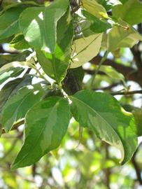            Shade leaves (Pink Variegated, Winter Haven, FL)   