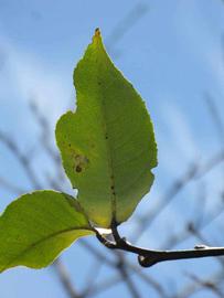              Unifoliolate leaf (Winter Haven, FL)       
