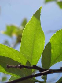              Unifoliolate leaf (Winter Haven, FL)       