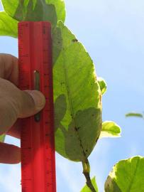              Unifoliolate leaf (Winter Haven, FL)       