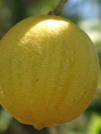            Fruit (Pink Variegated, Winter Haven, FL)   