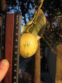            Fruit (Pink Variegated, Winter Haven, FL)   